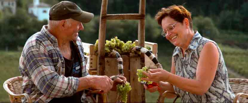 rotari video corporate vino comunicazione vendemmia